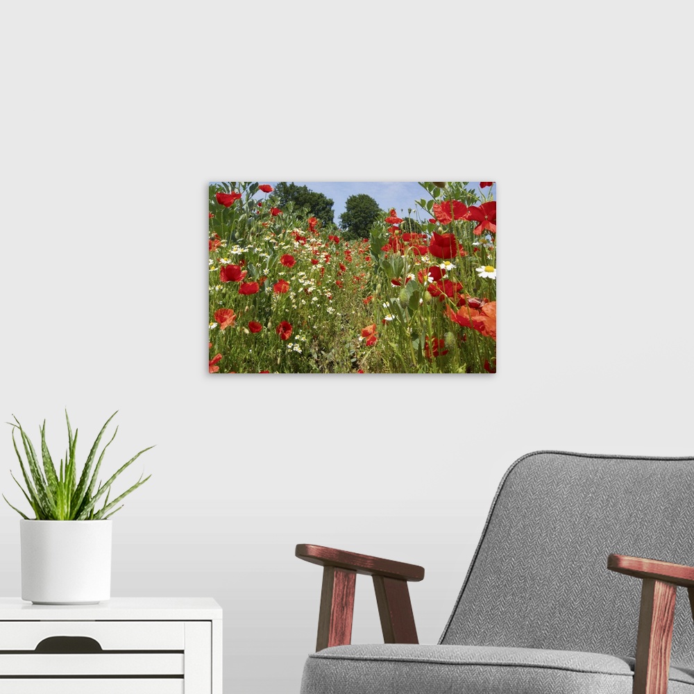 A modern room featuring In among the poppies and daisies