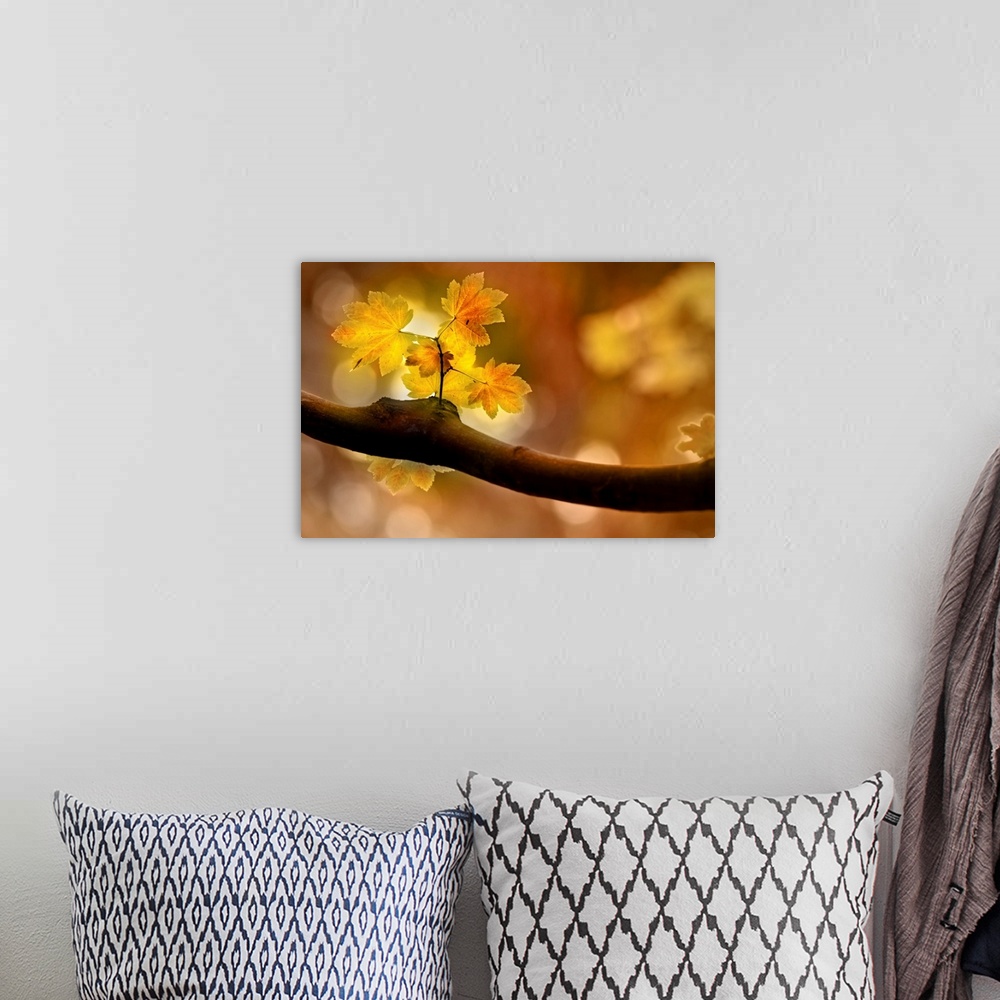 A bohemian room featuring Large canvas of a close up photo of a small branch sprouting off a thicker branch in the fall as ...