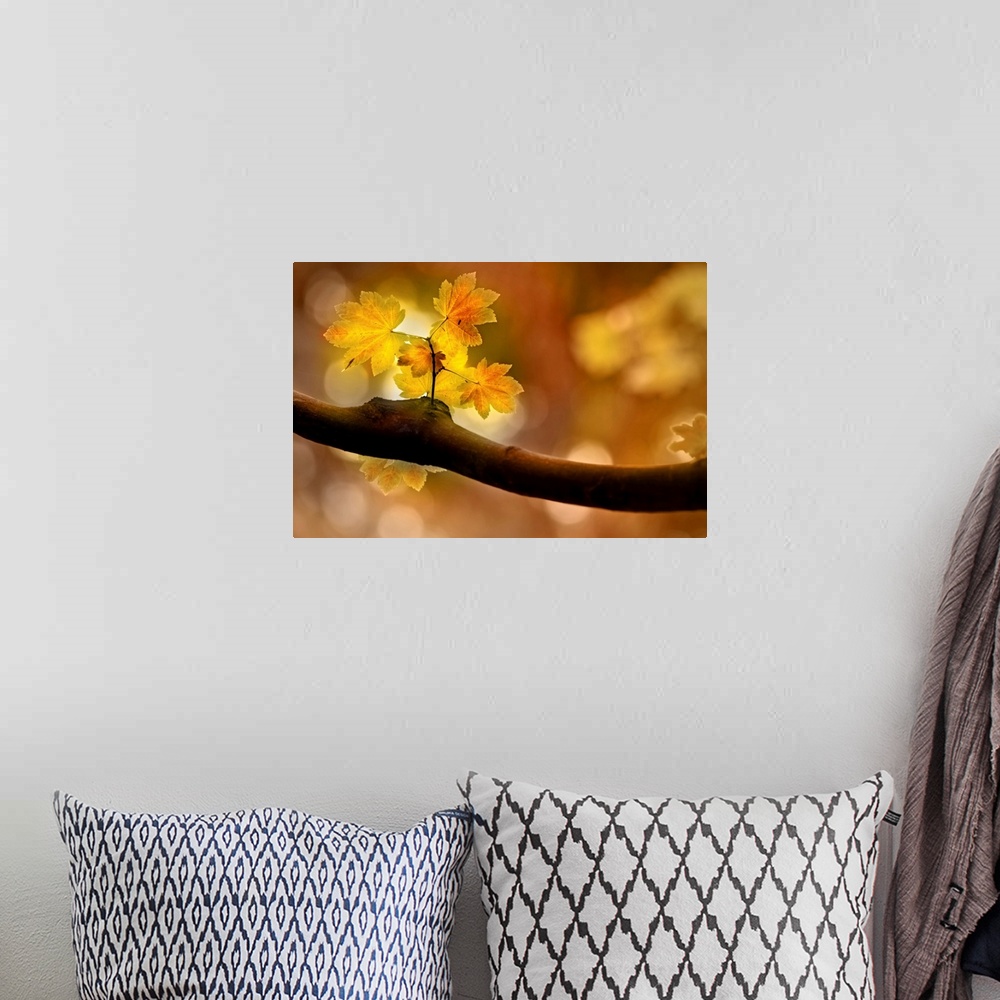 A bohemian room featuring Large canvas of a close up photo of a small branch sprouting off a thicker branch in the fall as ...