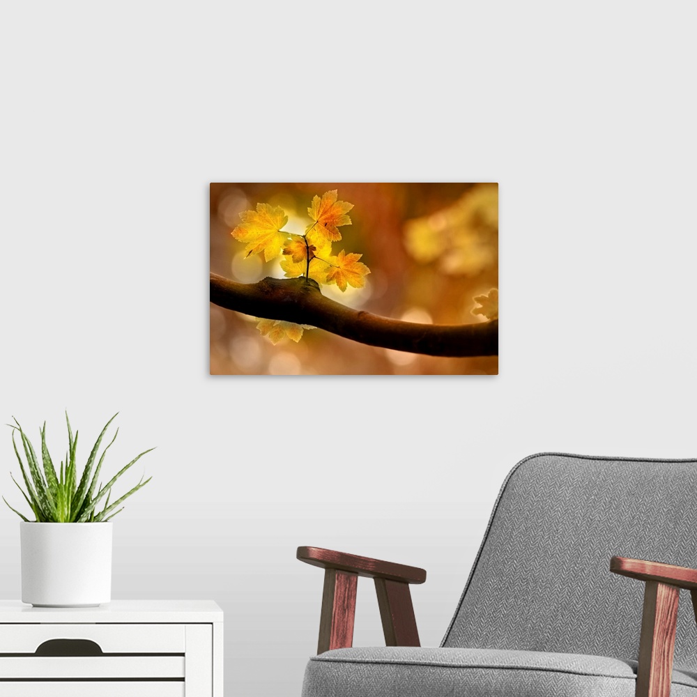 A modern room featuring Large canvas of a close up photo of a small branch sprouting off a thicker branch in the fall as ...