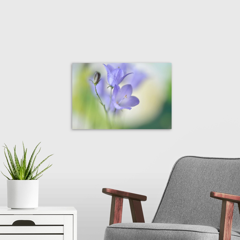A modern room featuring Soft focus macro image of two small purple flowers.