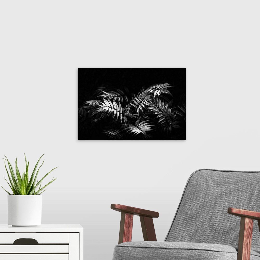 A modern room featuring Fern close up and black and white