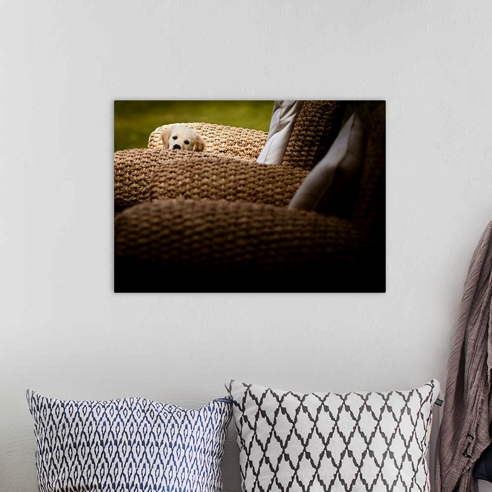 A bohemian room featuring A photo of an adorable puppy whose body is concealed by wicker chairs.