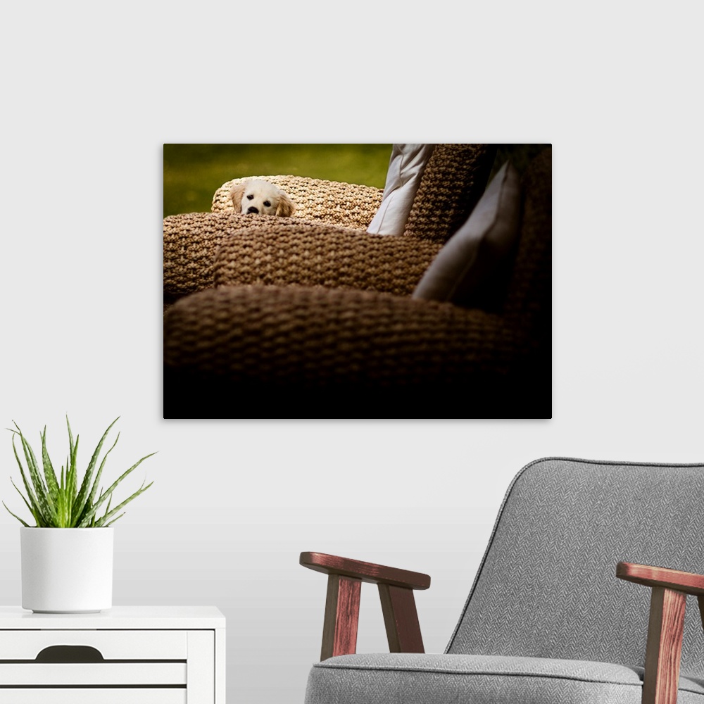 A modern room featuring A photo of an adorable puppy whose body is concealed by wicker chairs.