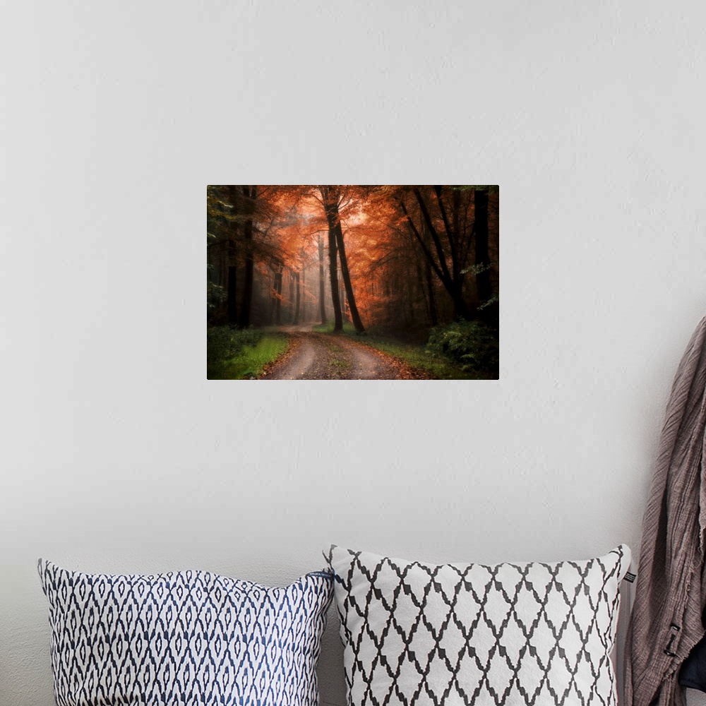 A bohemian room featuring A dirt path winds through a dark forest with some light shining through autumn colored trees.