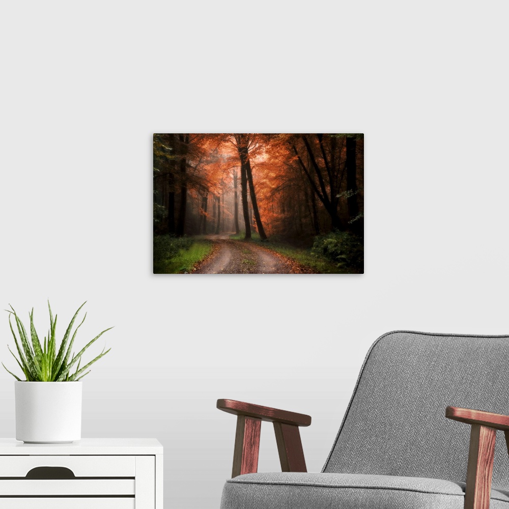 A modern room featuring A dirt path winds through a dark forest with some light shining through autumn colored trees.