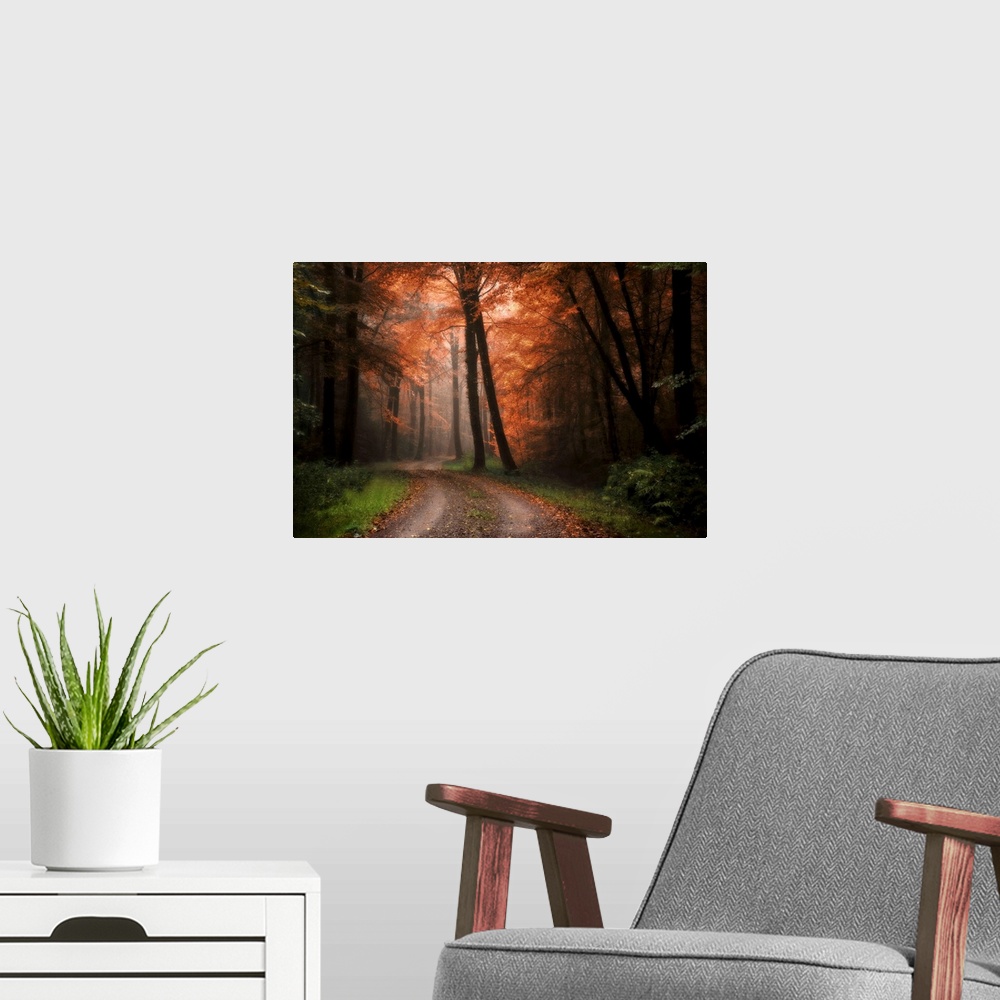 A modern room featuring A dirt path winds through a dark forest with some light shining through autumn colored trees.