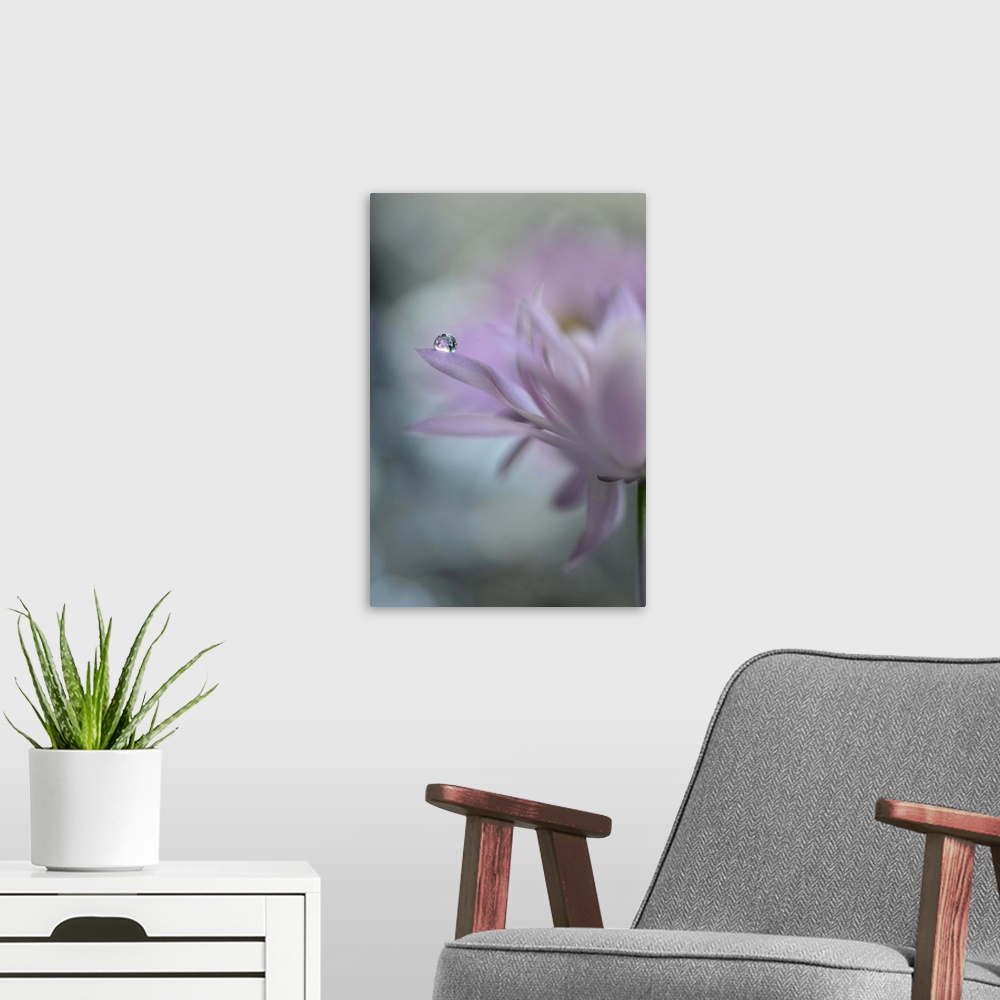 A modern room featuring A photograph of a pink flower with a water droplet hanging from the end of one of its petals.