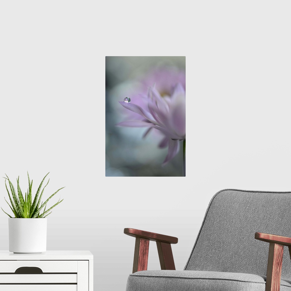 A modern room featuring A photograph of a pink flower with a water droplet hanging from the end of one of its petals.