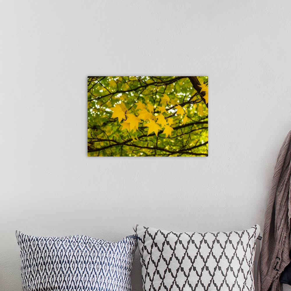 A bohemian room featuring Yellow leaves in the autumn wind