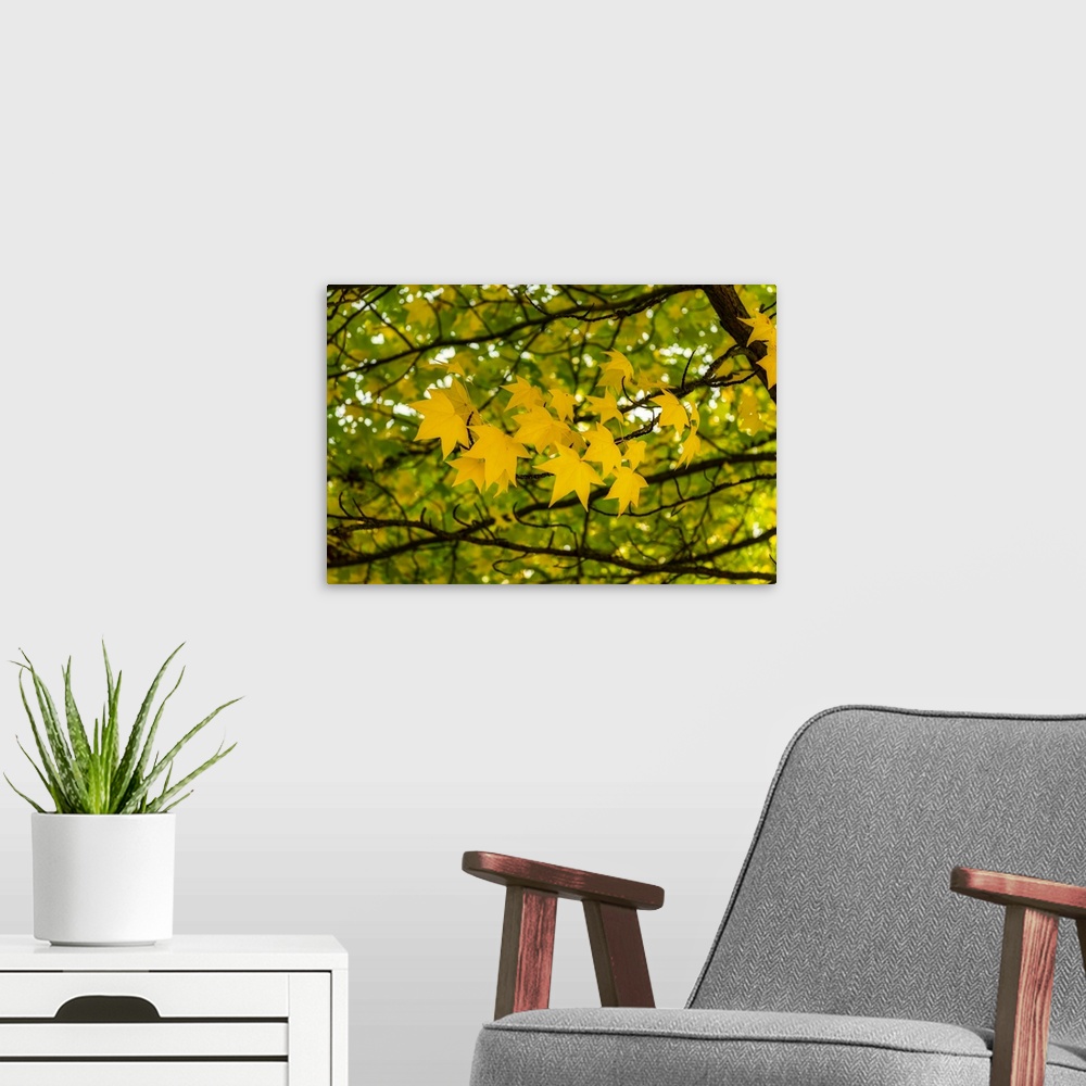 A modern room featuring Yellow leaves in the autumn wind