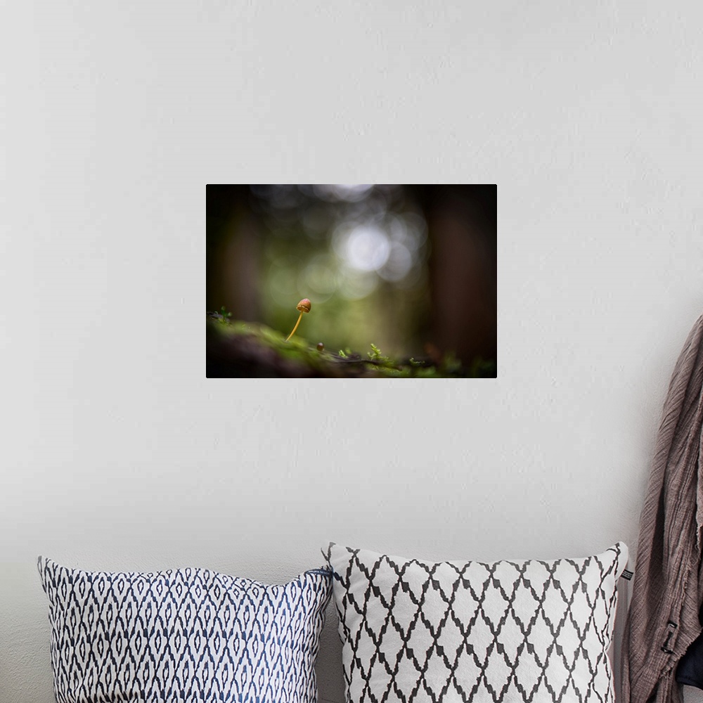 A bohemian room featuring Fine art photo of a tiny mushroom growing on a log in a forest, with bokeh in the background.