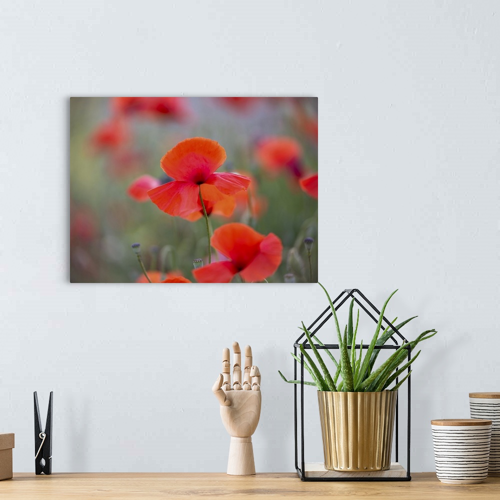 A bohemian room featuring An image of a group of poppies in a meadow by the sea along the Mediterranean coast of Tuscany.