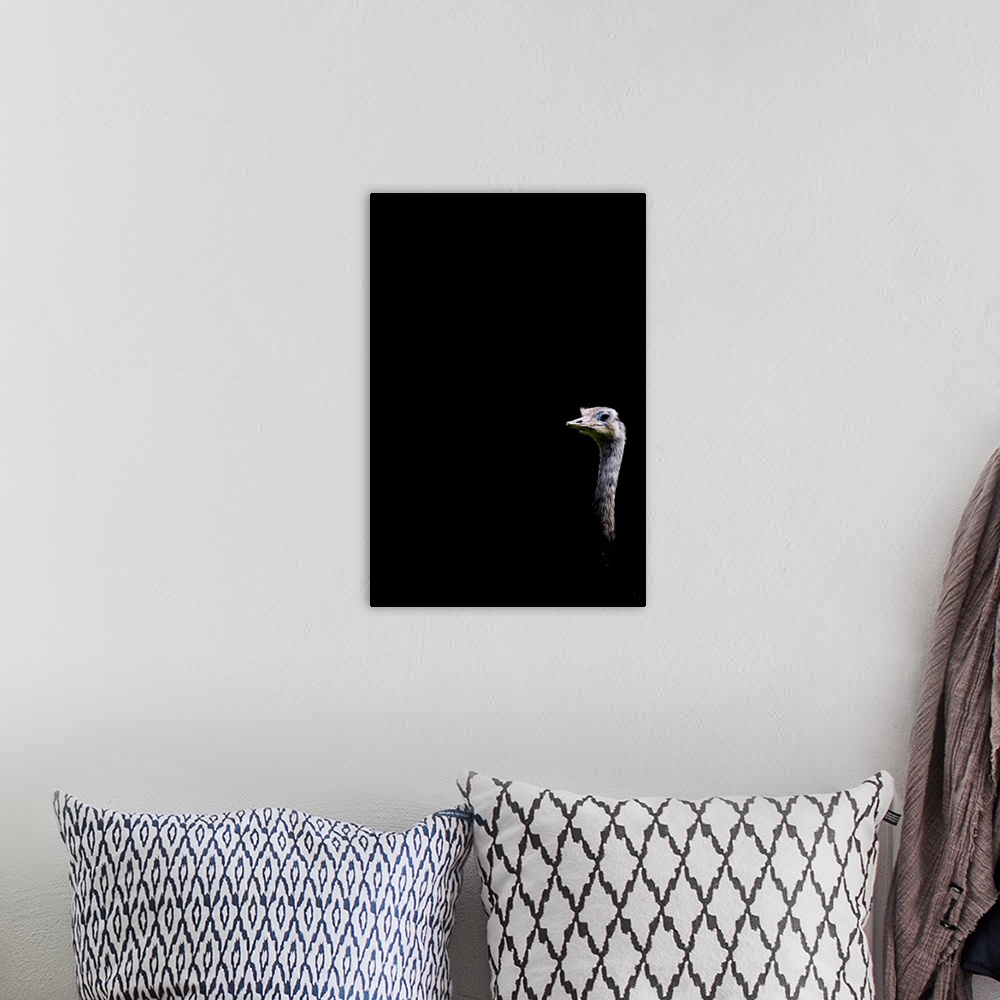 A bohemian room featuring A quirky humourous image of an Emu looking at you on a black background.
