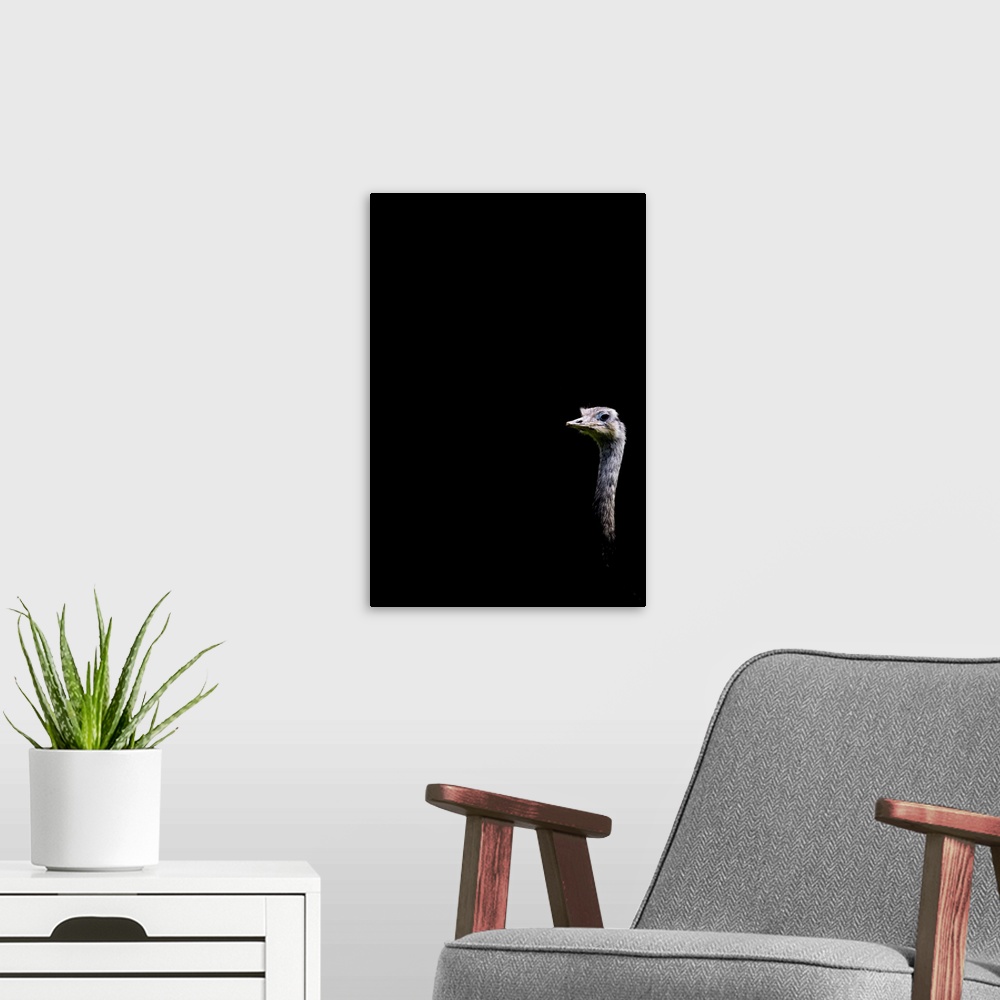 A modern room featuring A quirky humourous image of an Emu looking at you on a black background.