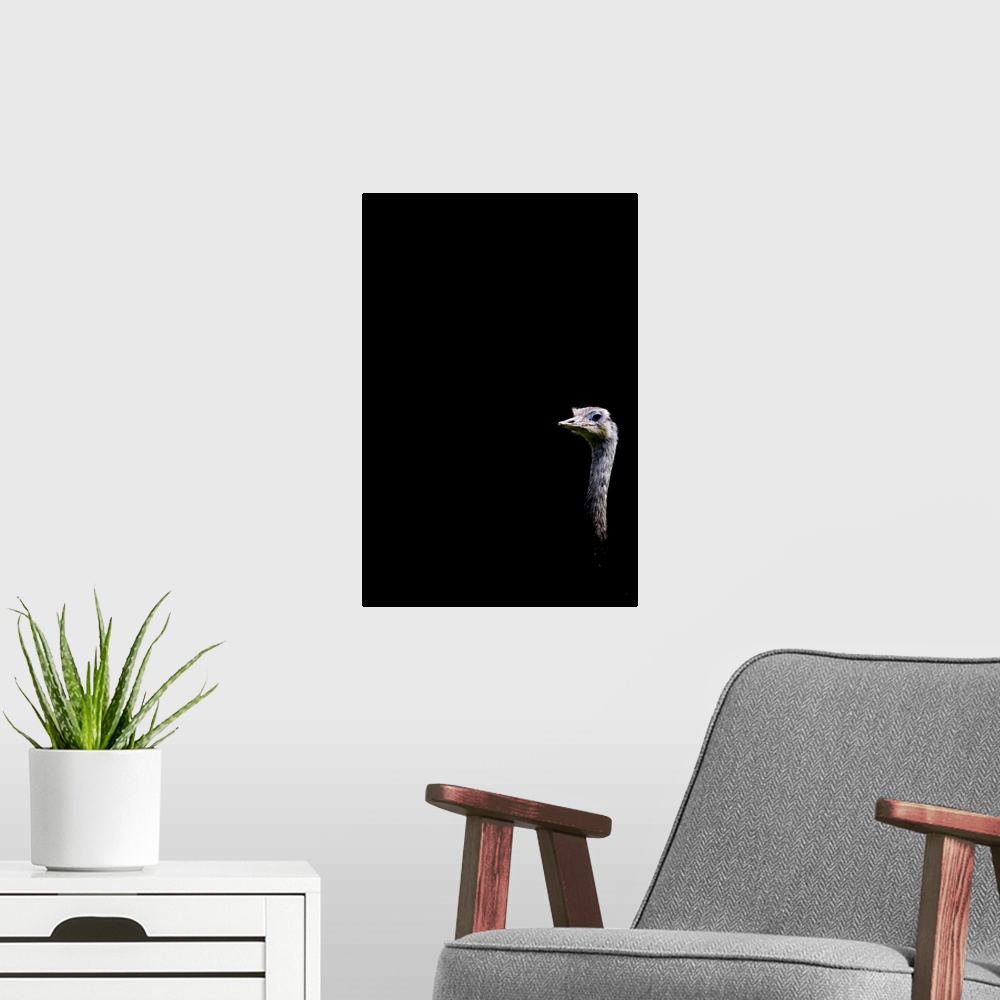 A modern room featuring A quirky humourous image of an Emu looking at you on a black background.