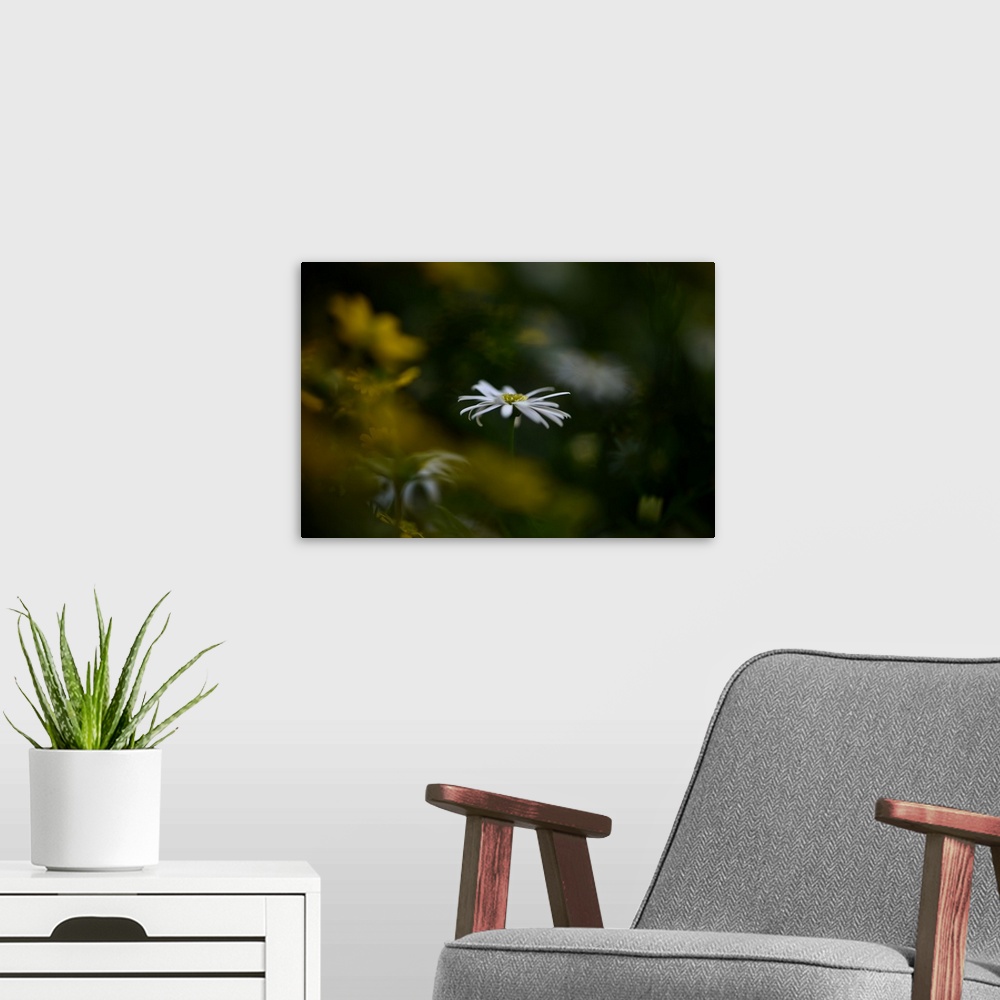 A modern room featuring Dreamlike photograph of a white flower with a shallow depth of field.