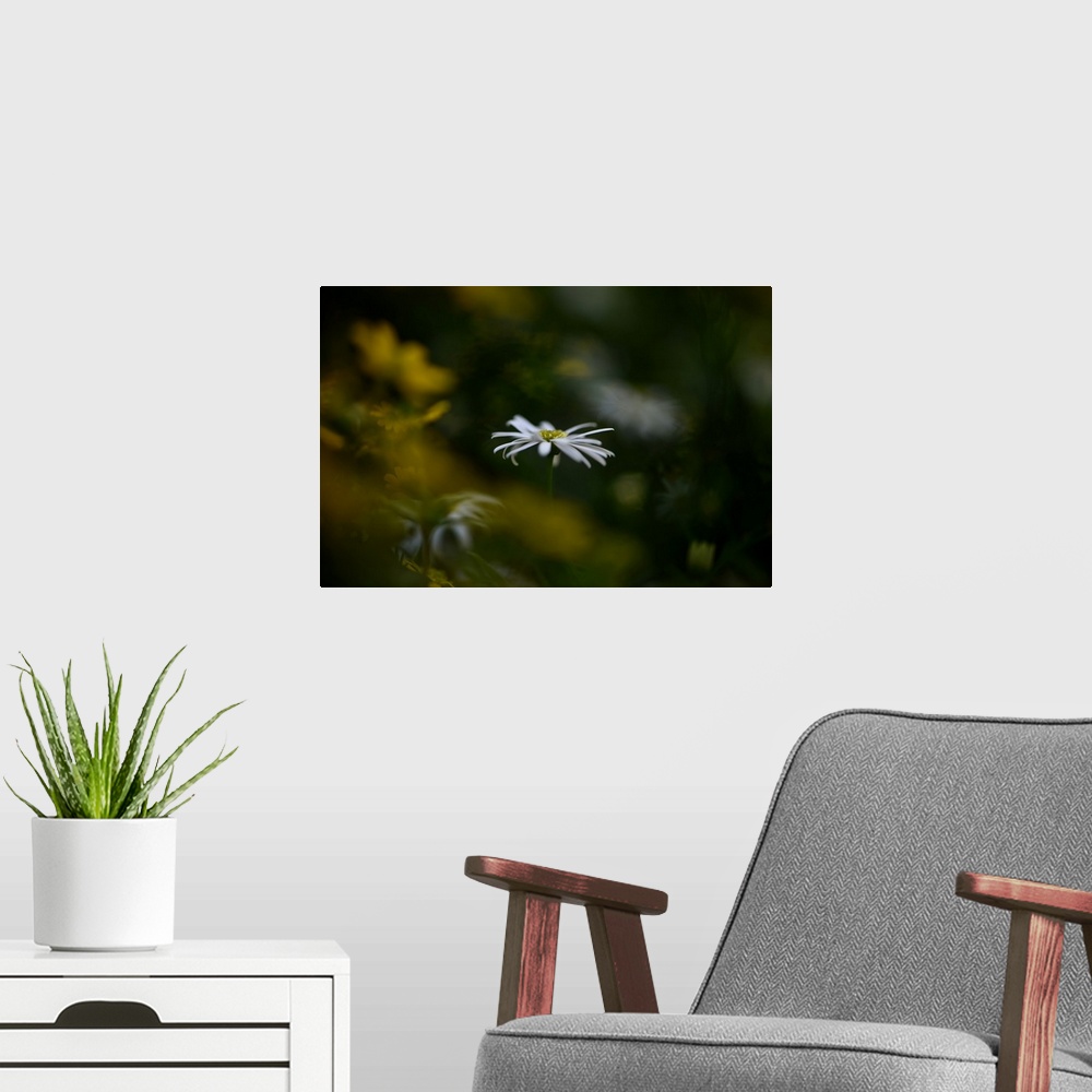 A modern room featuring Dreamlike photograph of a white flower with a shallow depth of field.