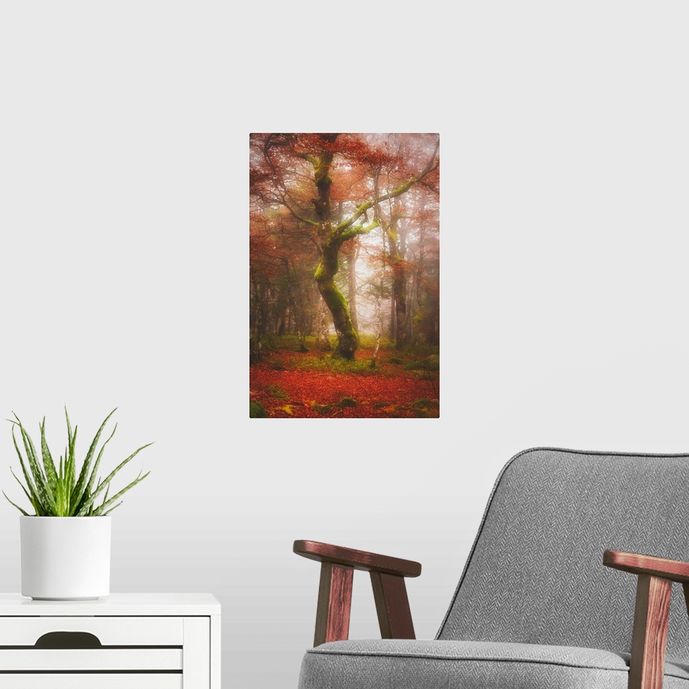 A modern room featuring A moss-covered tree in a misty fall forest.