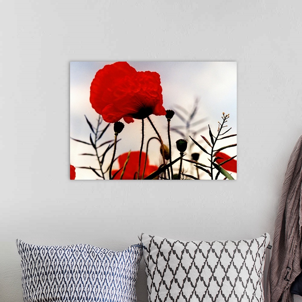 A bohemian room featuring Poppies on the battlefields of the First World War.