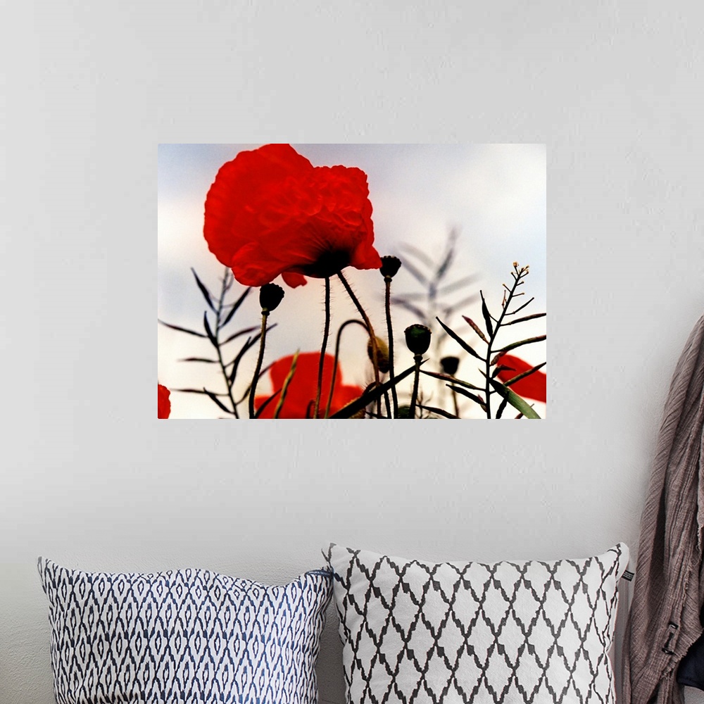 A bohemian room featuring Poppies on the battlefields of the First World War.