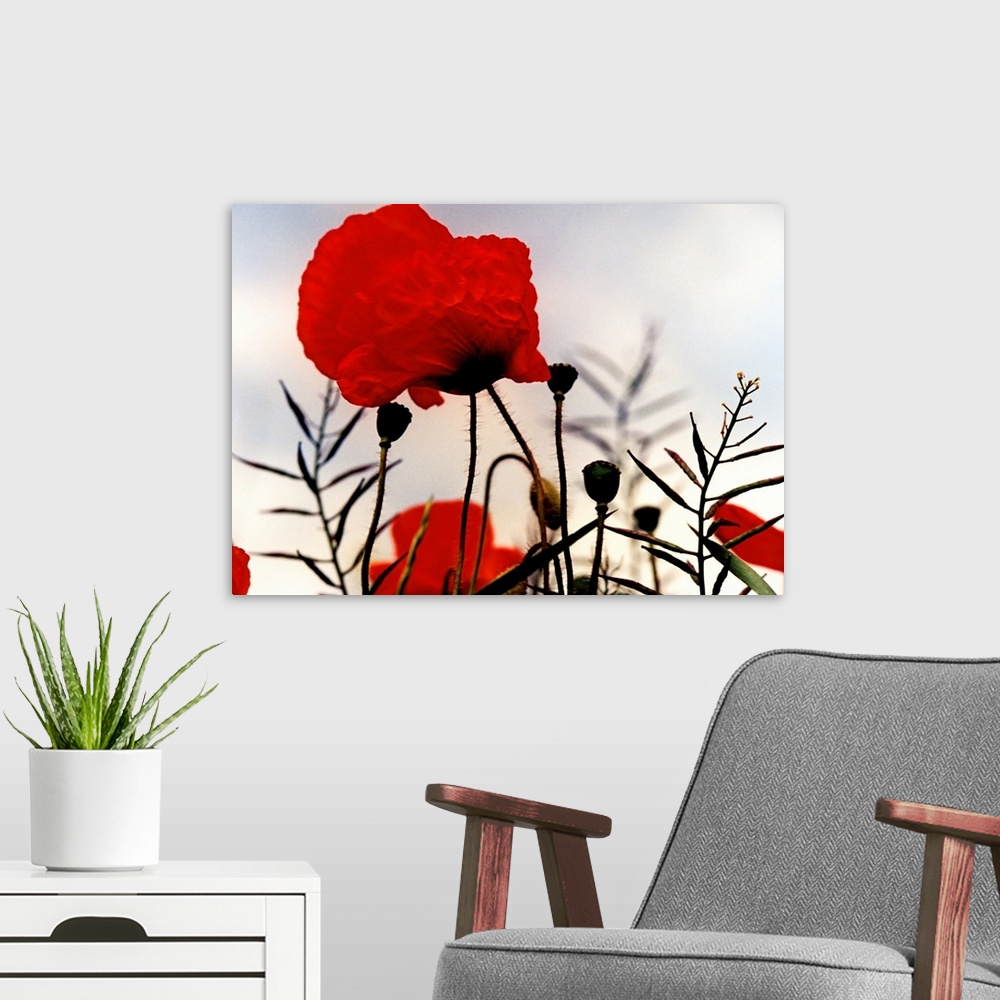 A modern room featuring Poppies on the battlefields of the First World War.
