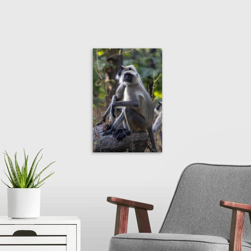A modern room featuring India, Madhya Pradesh, Pench National Park, Gray langur (Semnopithecus entellus), also called Han...