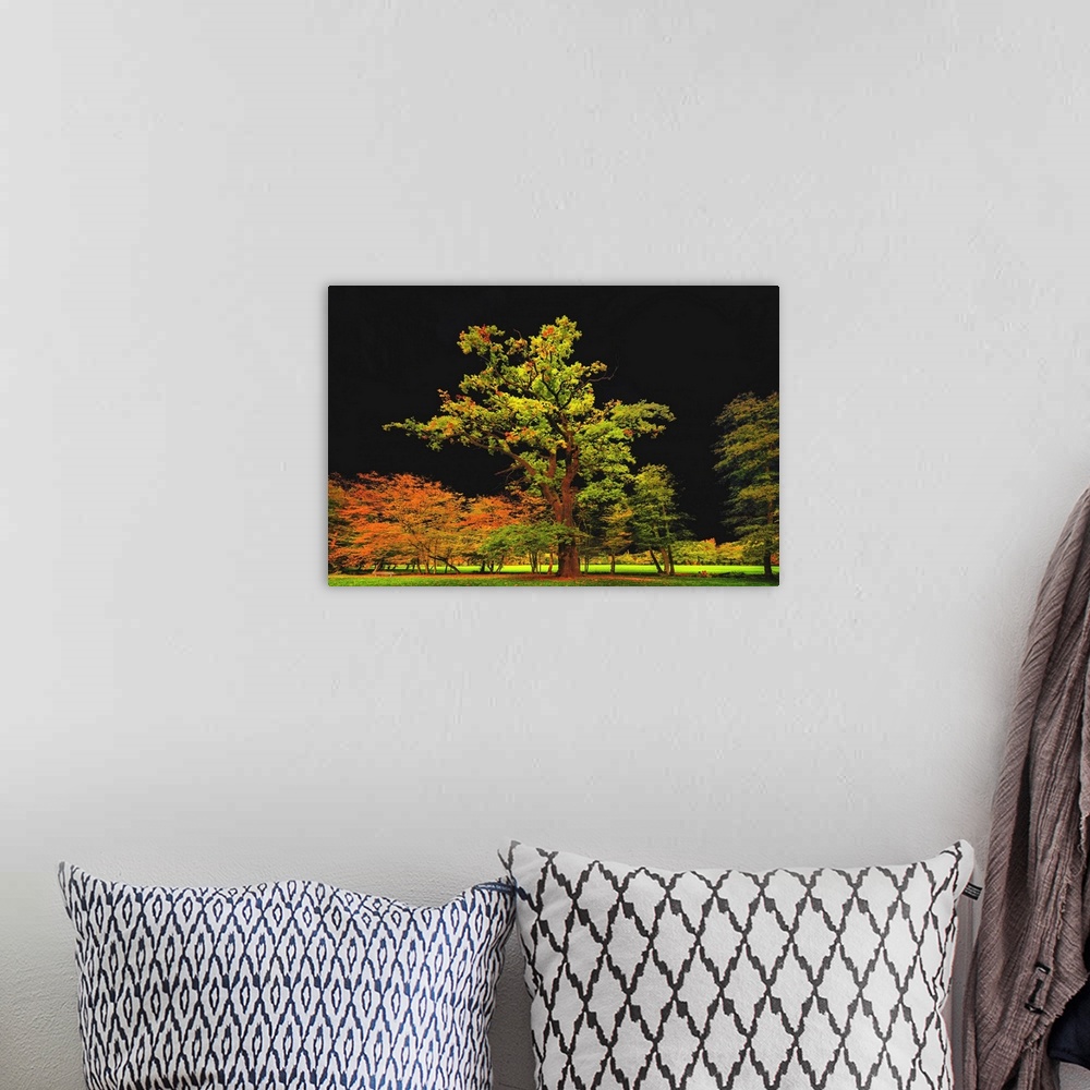 A bohemian room featuring Autumn trees in a field standing out brightly in font of a black sky.