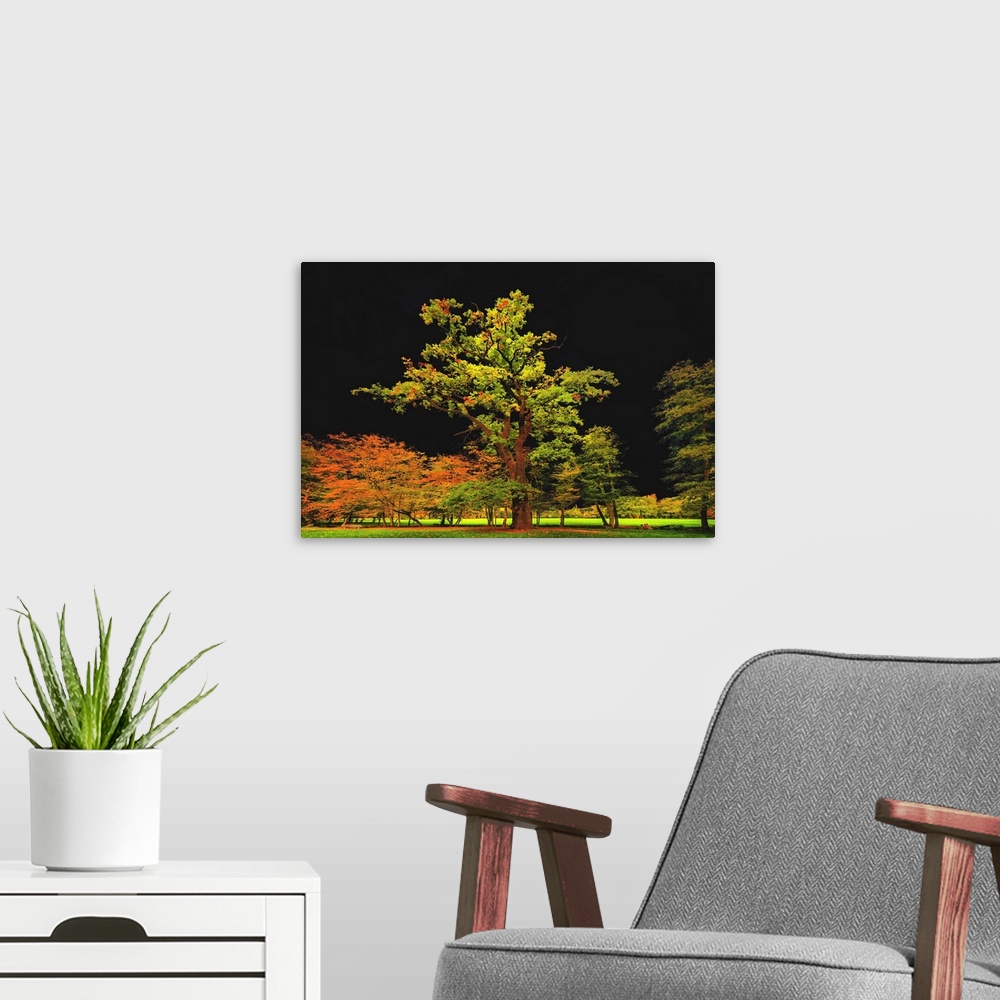 A modern room featuring Autumn trees in a field standing out brightly in font of a black sky.
