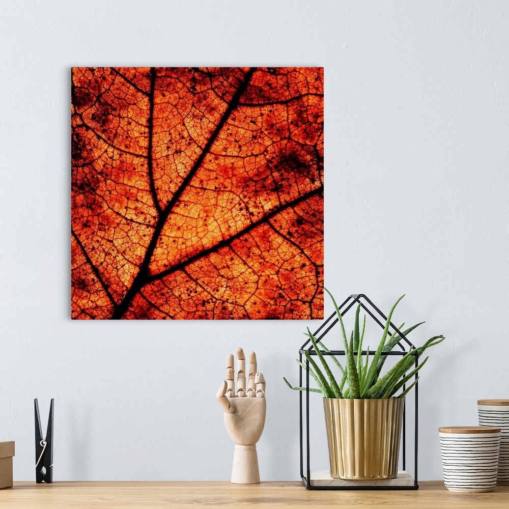 A bohemian room featuring A close-up macro image of the veins in an dry autumn leaf in deep rich golden brown gold.