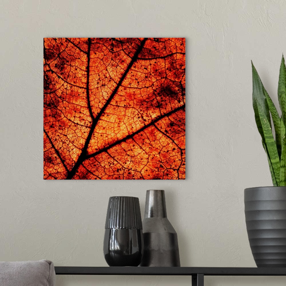 A modern room featuring A close-up macro image of the veins in an dry autumn leaf in deep rich golden brown gold.