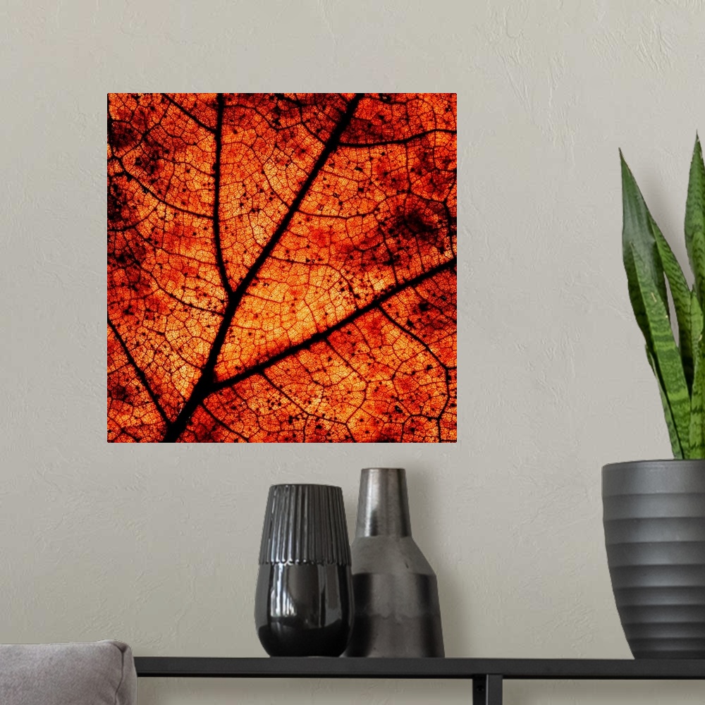 A modern room featuring A close-up macro image of the veins in an dry autumn leaf in deep rich golden brown gold.