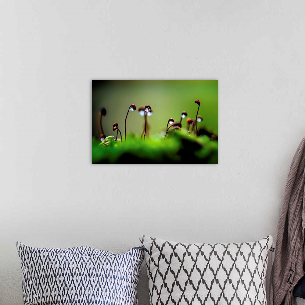 A bohemian room featuring A close up photo of raindrops on seedling plants.