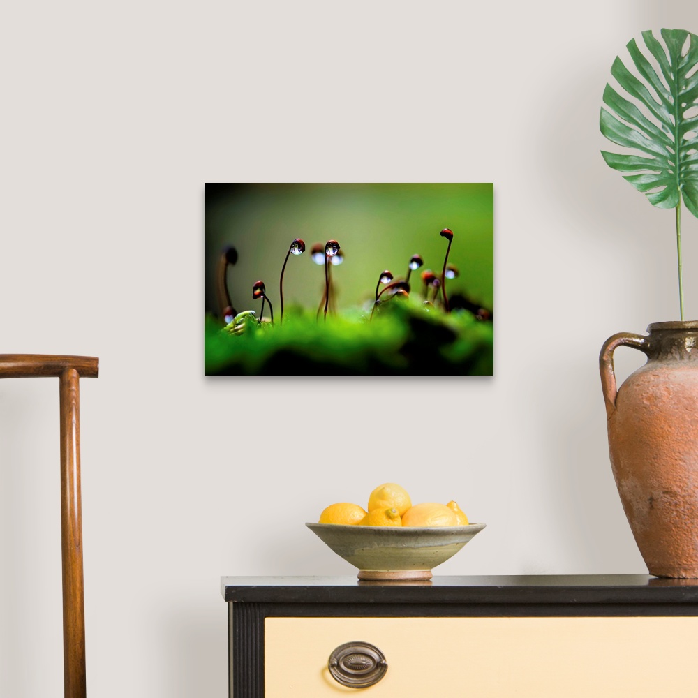 A traditional room featuring A close up photo of raindrops on seedling plants.