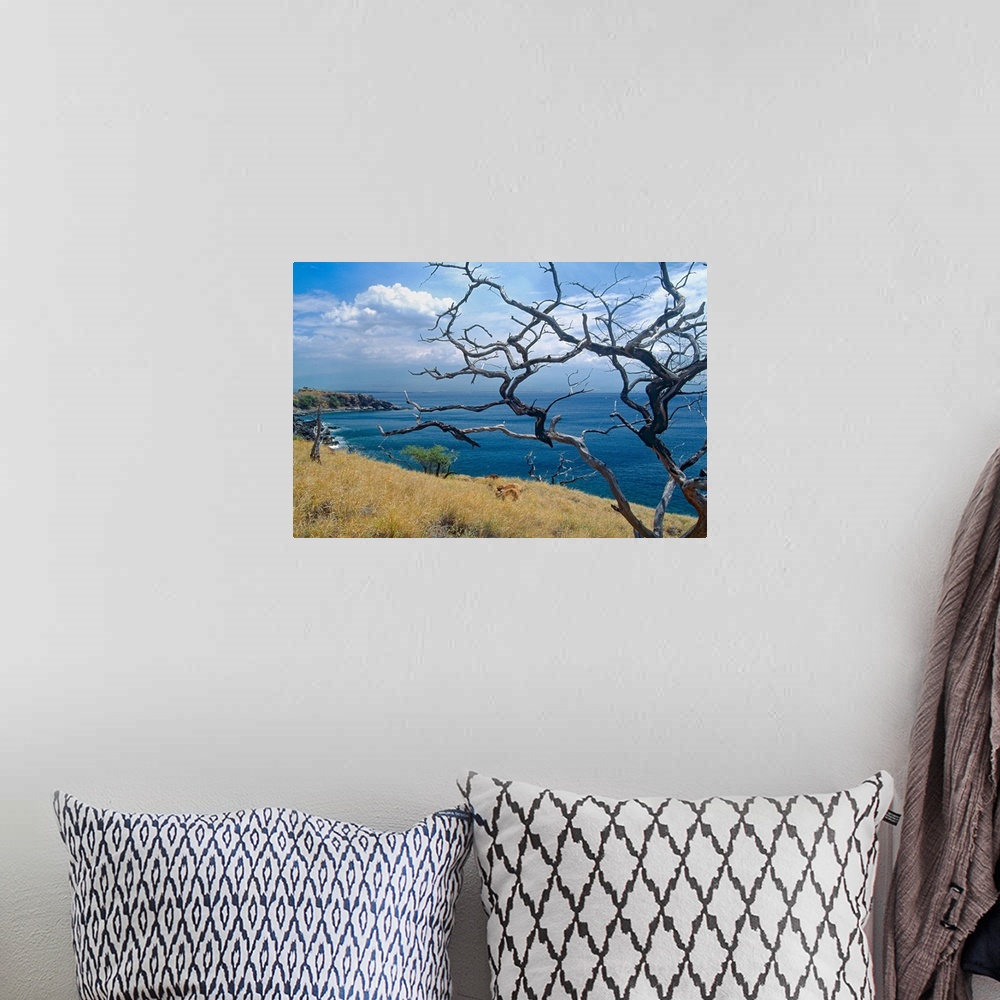 A bohemian room featuring Landscape photograph on a big wall hanging of dried out tree branches overlooking Papawai Point, ...