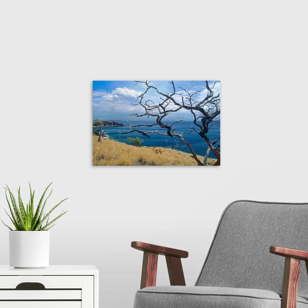 A modern room featuring Landscape photograph on a big wall hanging of dried out tree branches overlooking Papawai Point, ...
