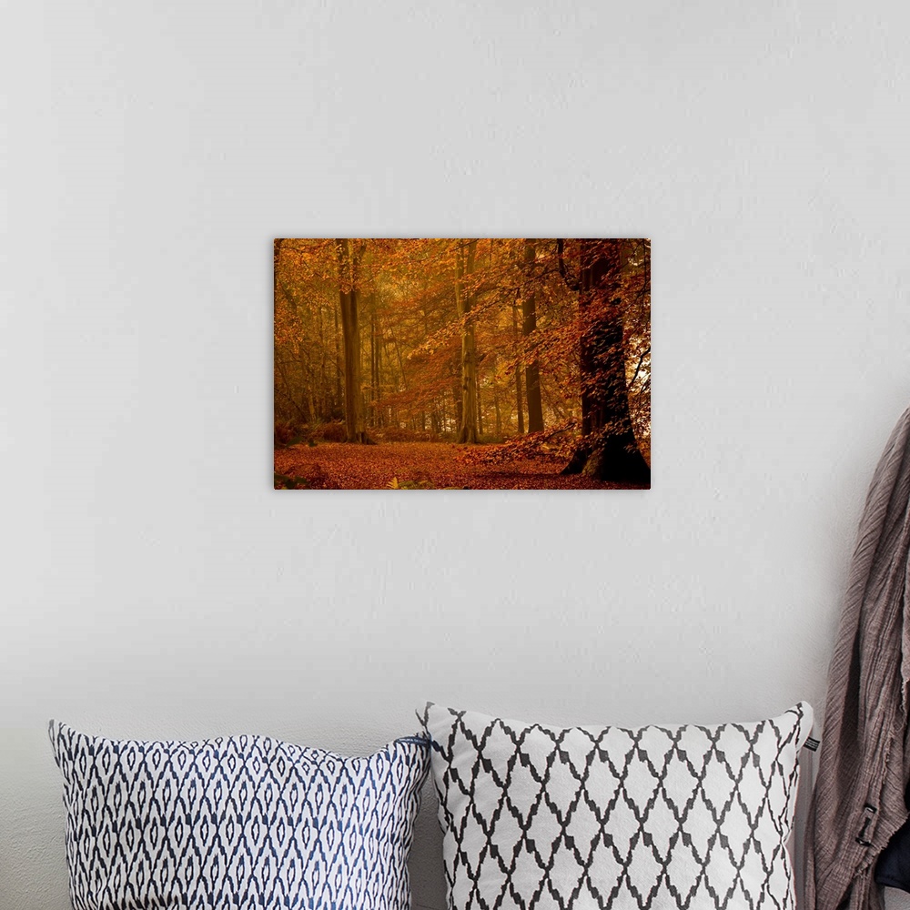 A bohemian room featuring Photograph of dim forest with leaf covered ground.