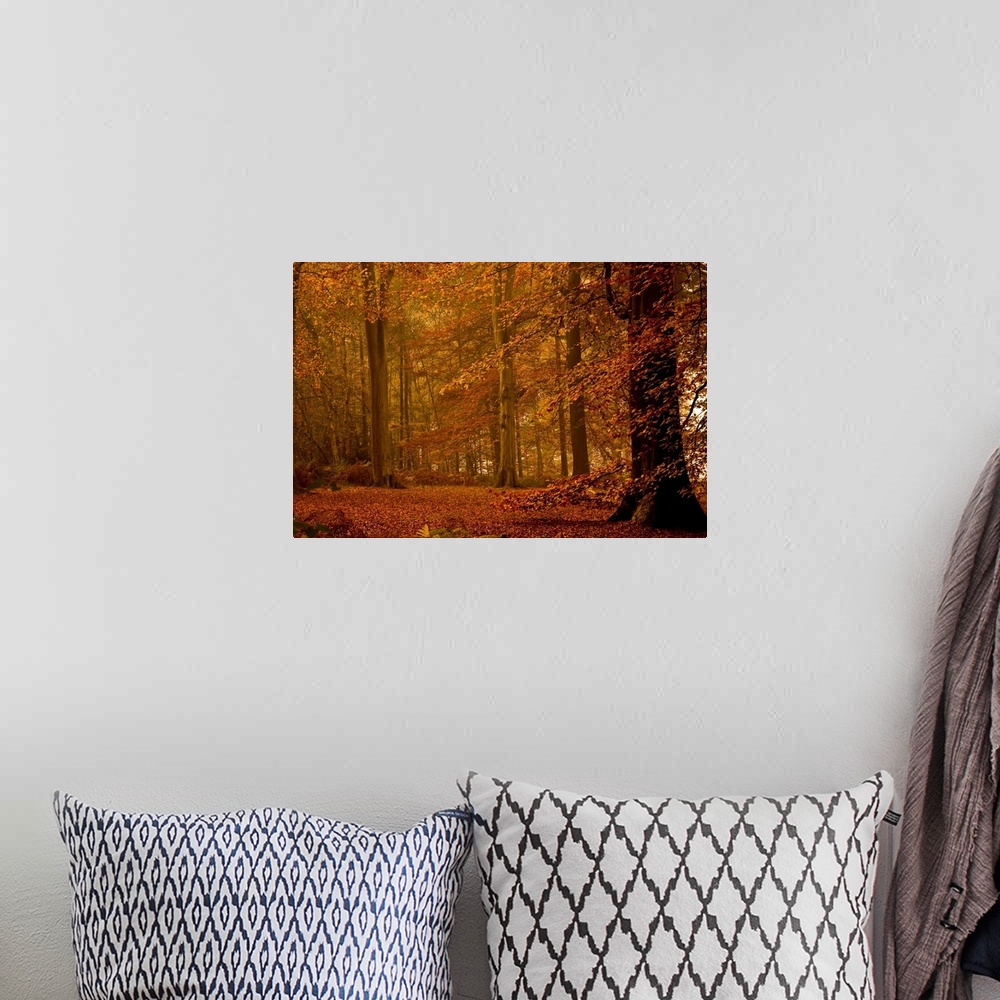 A bohemian room featuring Photograph of dim forest with leaf covered ground.