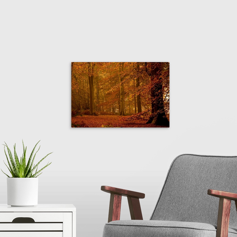 A modern room featuring Photograph of dim forest with leaf covered ground.