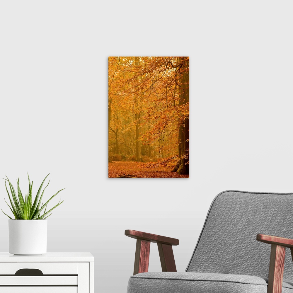 A modern room featuring A misty tranquil golden autumn woodland with a tree covered in yellow leaves.