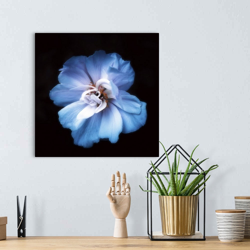A bohemian room featuring Close-up of a blue anemone.