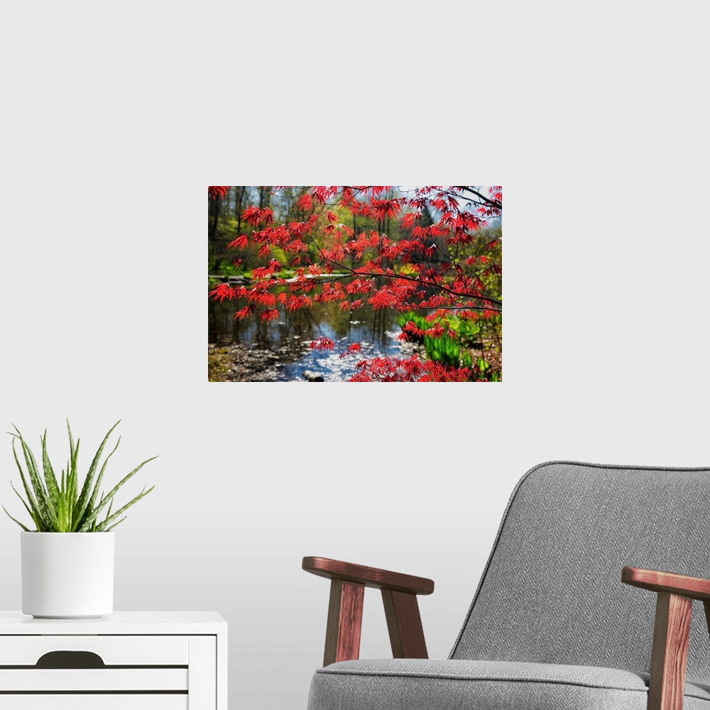 A modern room featuring Japanese Maple blooming at Lakeside, Far hills, New Jersey.