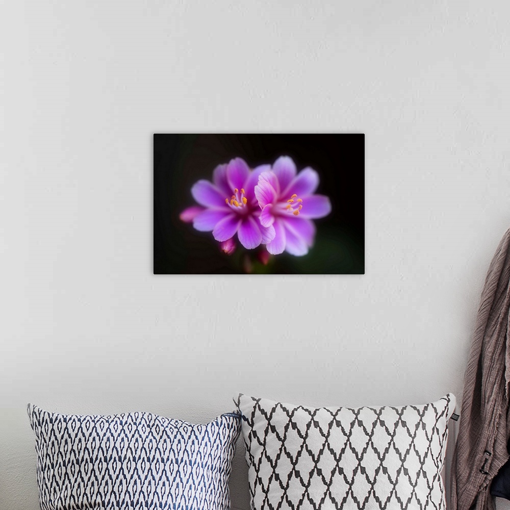 A bohemian room featuring Small flowers close-up in front of a black background