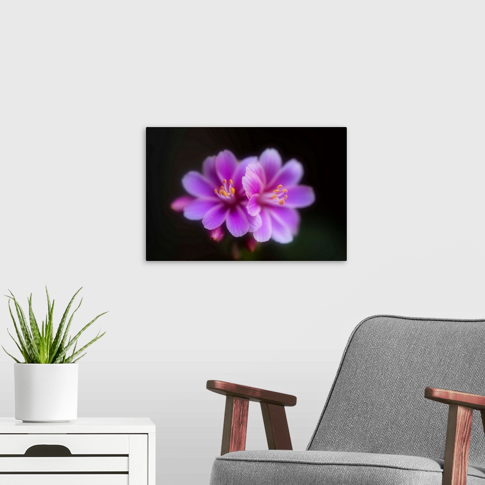 A modern room featuring Small flowers close-up in front of a black background