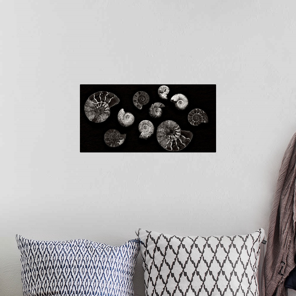 A bohemian room featuring A contemporary arrangement of moonochrome black and white spiral fossils arranged on a black back...