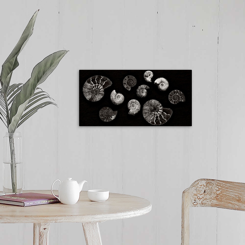 A farmhouse room featuring A contemporary arrangement of moonochrome black and white spiral fossils arranged on a black back...