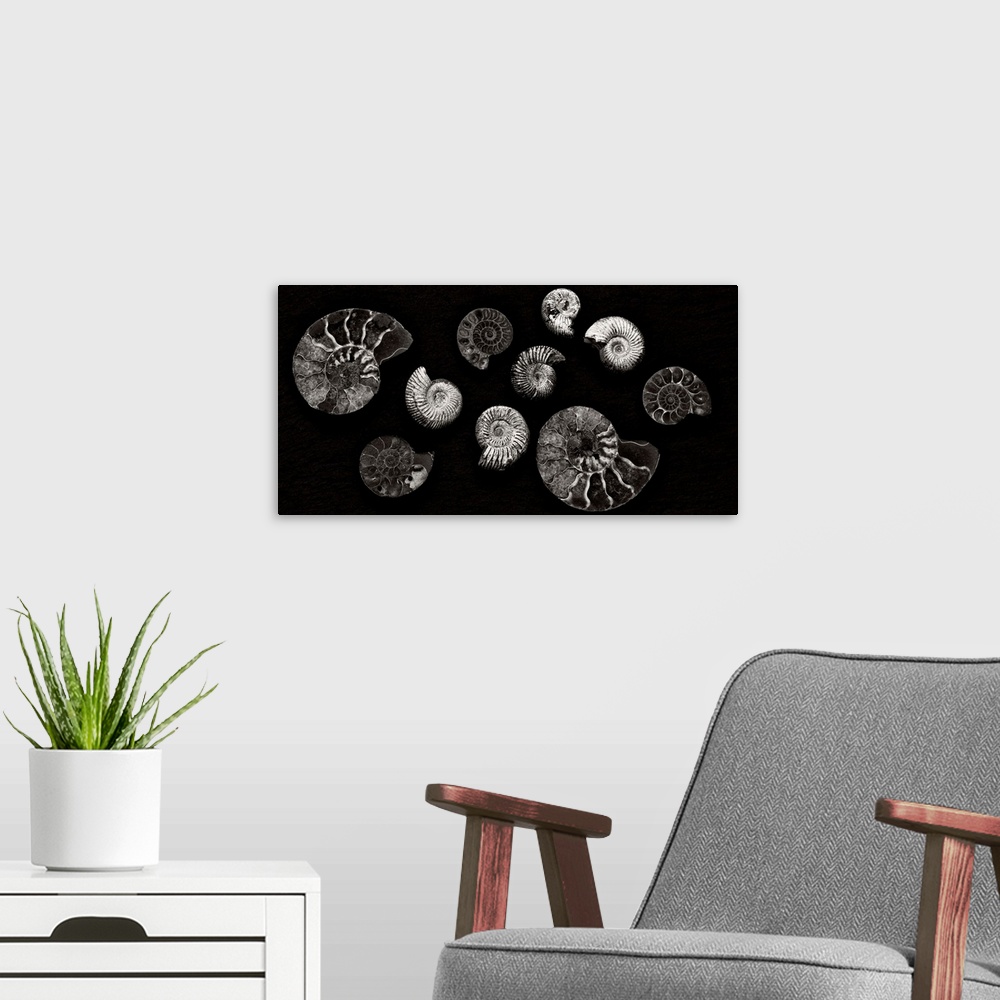 A modern room featuring A contemporary arrangement of moonochrome black and white spiral fossils arranged on a black back...