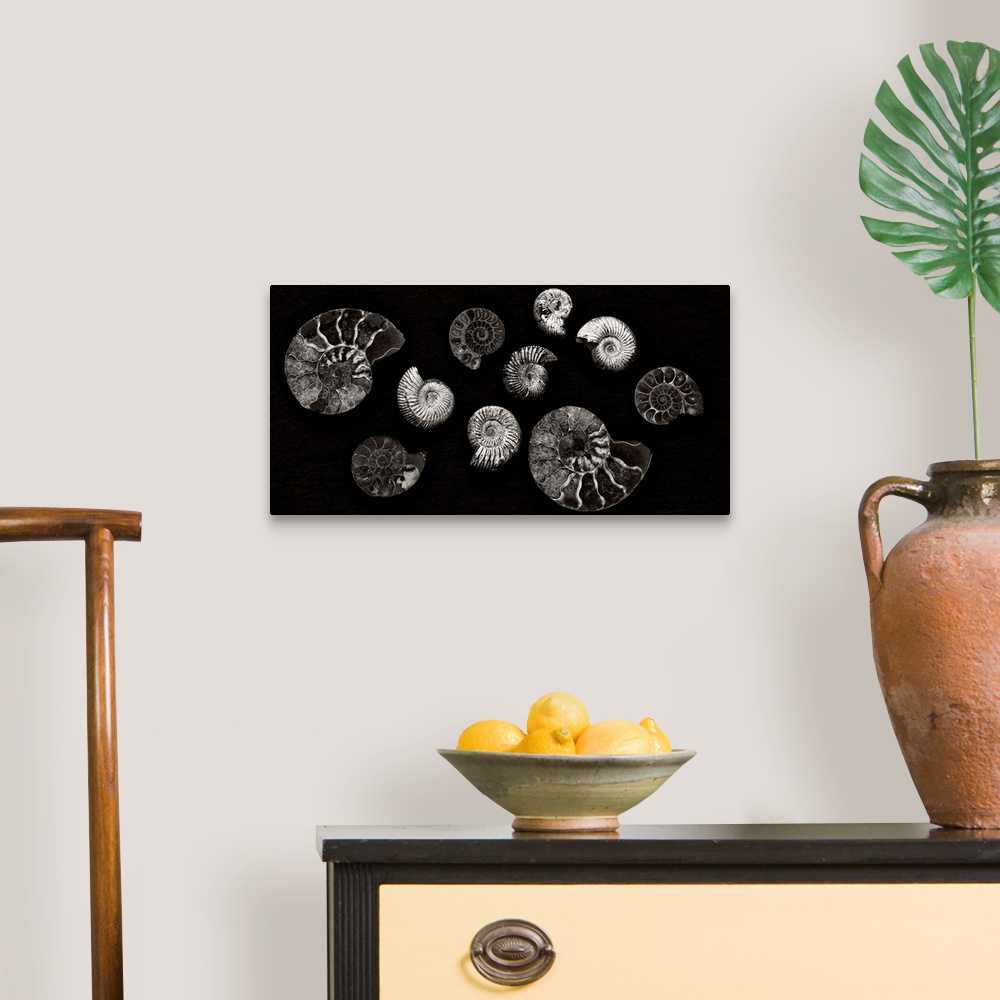 A traditional room featuring A contemporary arrangement of moonochrome black and white spiral fossils arranged on a black back...