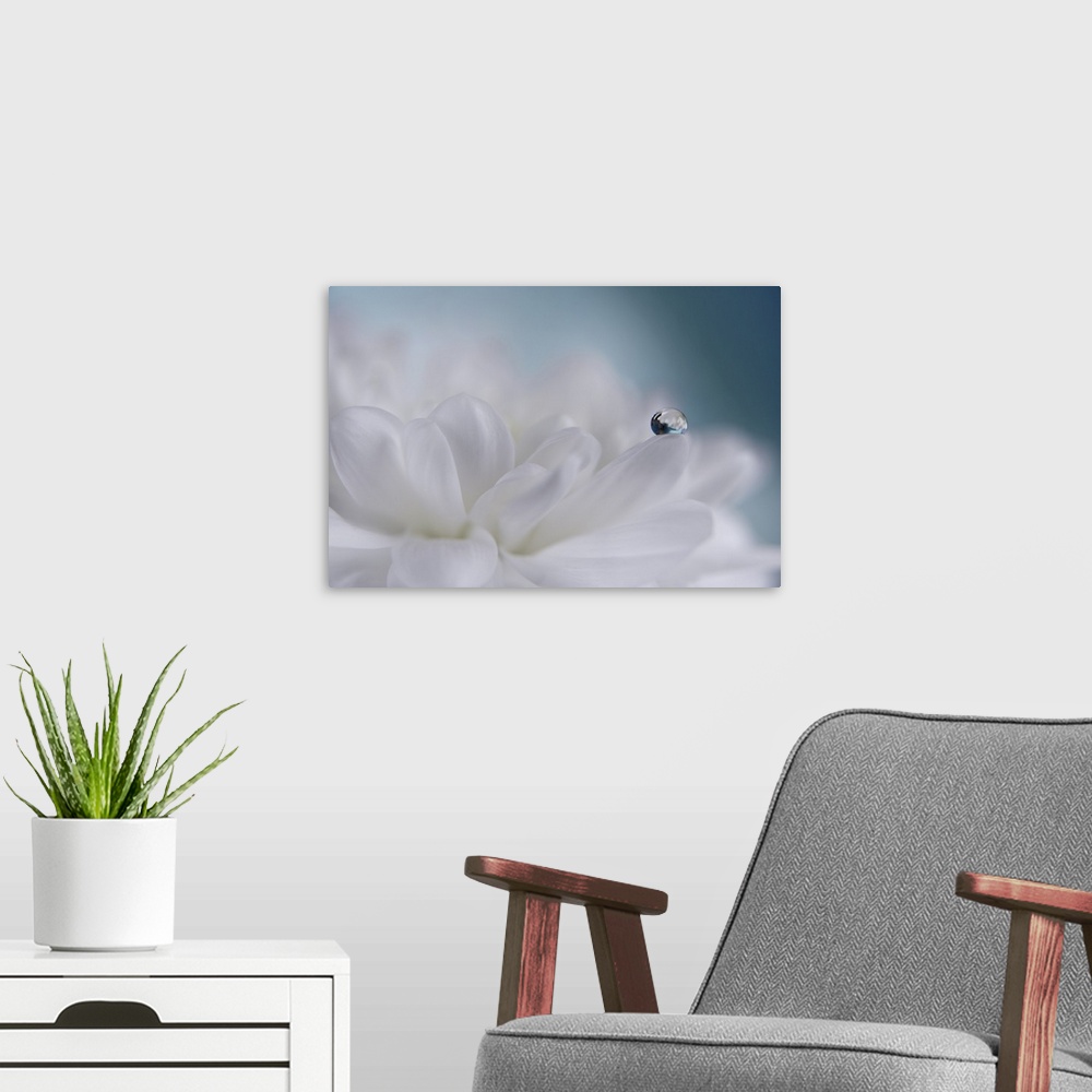 A modern room featuring A water drop on a petal.