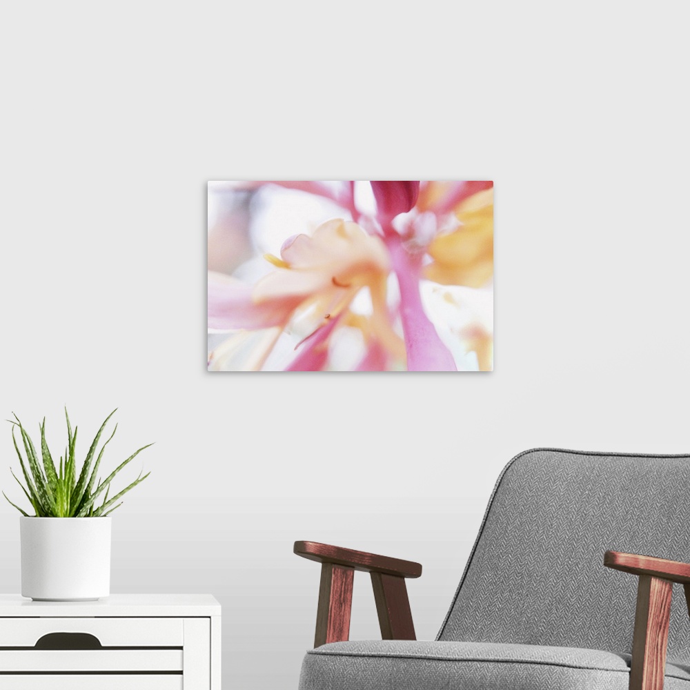 A modern room featuring Artistically blurred view of the petals of a honeysuckle flower, touching you like a dream, just ...